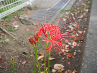 Lycoris